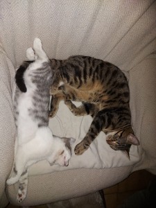 Photo de galerie - Garde chat