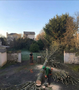 Photo de galerie - Entretien jardin