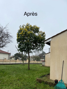 Photo de galerie - Taille de haies et d'arbustes