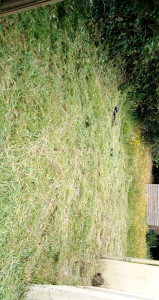 Photo de galerie - Entretien d'un jardin évacuation des déchets 