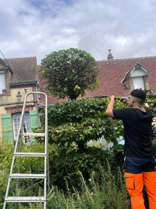 Photo de galerie - Taille charmille en topiaire 