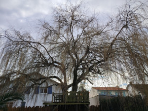 Photo de galerie - (avant) saule pleureur