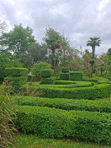 Photo de galerie - Entretien d'un parc de buis