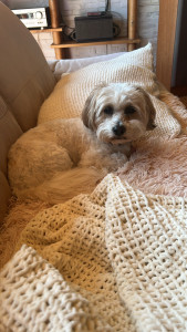 Photo de galerie - Garde chien