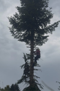 Photo de galerie - Elagage et coupe d'arbres