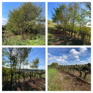 Photo de galerie - Taille de haies et d'arbustes