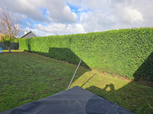 Photo de galerie - Taille de haies et d'arbustes