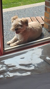 Photo de galerie - Notre Moumoute