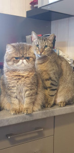 Photo de galerie - J'ai assez souvent gardé des animaux et je les adores