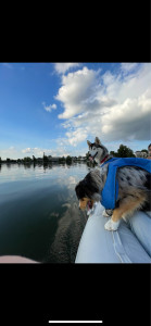 Photo de galerie - Balade en bateau avec chiens