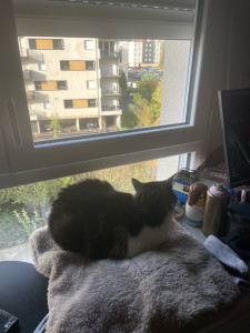 Photo de galerie - Voici Minou ! Son passe-temps favori ? Observer les oiseaux par la fenêtre ! Je lui ai donc installé un petit coussin confortable pour qu’elle puisse profiter pleinement de son activité préférée.