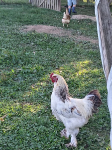 Photo de galerie - Mon beau bramah