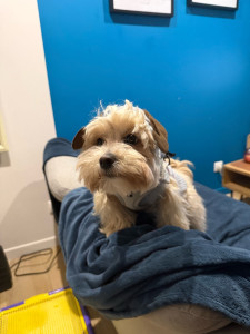 Photo de galerie - Garde chien 