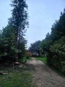Photo de galerie - Abattage de plusieurs arbres
