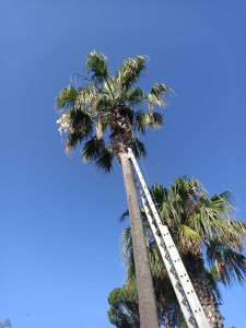 Photo de galerie - Tailles de palmier 