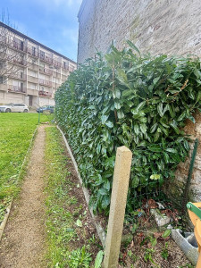 Photo de galerie - Haie taillée 