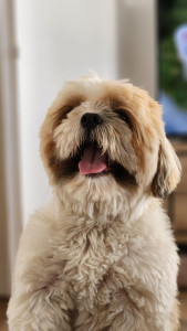 Photo de galerie - Garde chien
