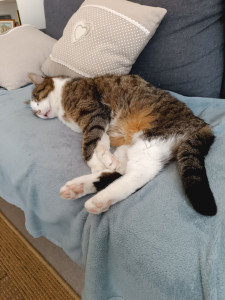 Photo de galerie - Je peux garder vos chats  à votre domicile ou en chambre particulière à mon domicile , je m'adapte aux besoins  et donne des nouvelles chaque jour 