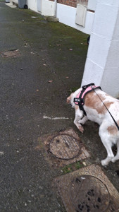 Photo de galerie - Toujours plaisant les petite balade.