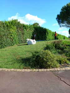 Photo de galerie - Taille de haies et d'arbustes