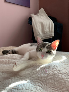 Photo de galerie - Garde de Phœnix à mon domicile !