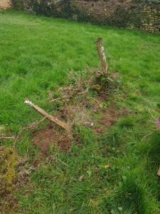 Photo de galerie - Taille de vigne 