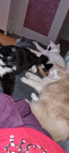 Photo de galerie - Garde chat