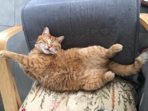 Photo de galerie - Petite Peluche