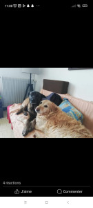 Photo de galerie - Mes 2 chiennes 