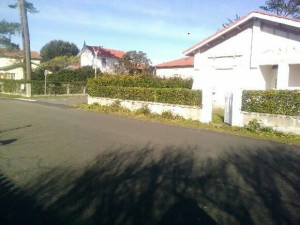 Photo de galerie - Taille de haies et d'arbustes