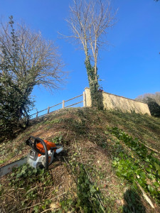 Photo de galerie - Elagage et coupe d'arbres