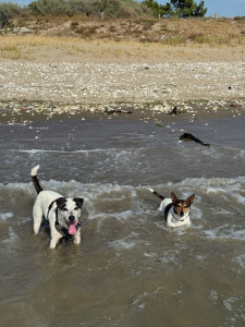 Photo de galerie - Service de Dogsitting