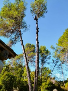 Photo de galerie - Démontage d'un pin proche d'une maison