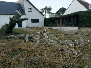Photo de galerie - Débitage arbre - Saule pleureur