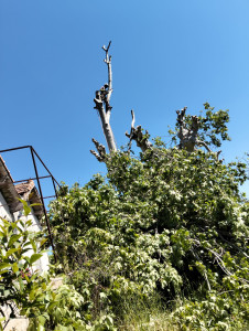Photo de galerie - Elagage et coupe d'arbres