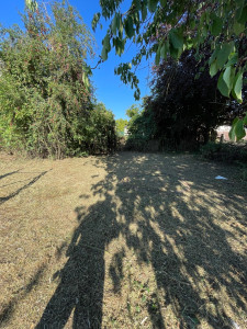 Photo de galerie - Remise en état ( débroussaillage)