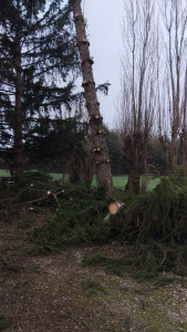 Photo de galerie - Abatage d'un sapin 
