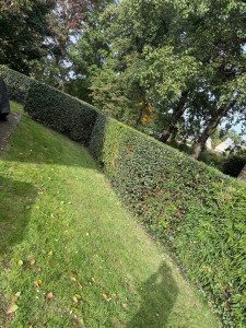 Photo de galerie - Taille d’une haie 