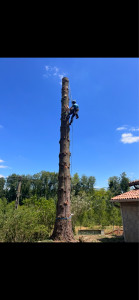 Photo de galerie - Elagage et coupe d'arbres