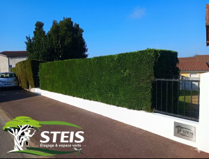 Photo de galerie - Elagage et coupe d'arbres