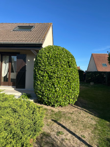 Photo de galerie - Taille de laurier en forme 