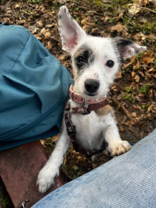 Photo de galerie - Un autre petit chien que j’emmène régulièrement avec moi en randonnée 