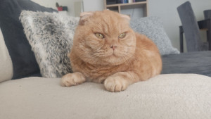 Photo de galerie - Mon chat Titi 