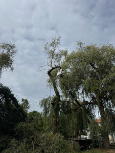 Photo de galerie - Abatage, sol, pleureur 