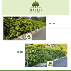 Photo de galerie - AVANT/ APRÈS : Entretien d’une haie. ✂️?