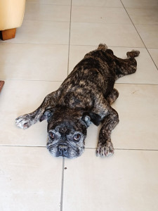 Photo de galerie - Nina, bouledogue français, gentille et calme.