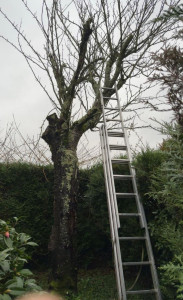 Photo de galerie - èlagage de branches dangereuses