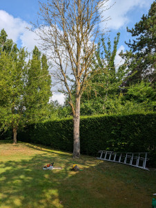 Photo de galerie - Elagage et coupe d'arbres