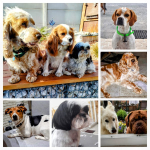 Photo de galerie - Garde animaux