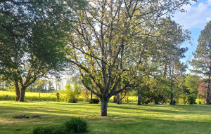 Photo de galerie - Entretien espaces verts